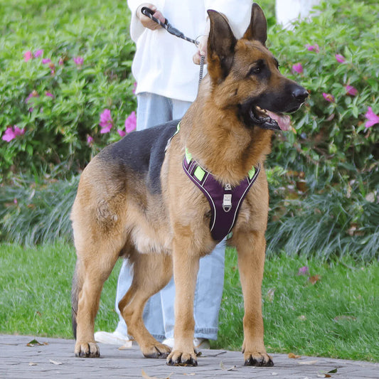 🐕  Mon chien tire en laisse : quelles solutions douces ?