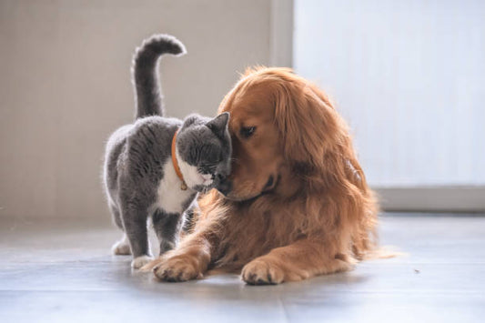 🐾 Toiletter son animal en toute sérénité