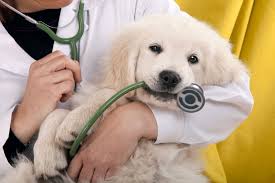 🩺 Mieux prévenir les petits maux de son animal au quotidien