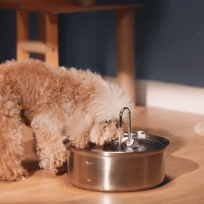 Fontaine à eau Filtrante - Chien & Chat