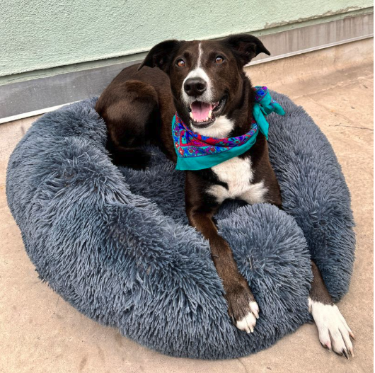 Coussin Anti-Stress pour Chien