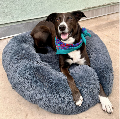 Coussin Anti-Stress pour Chien