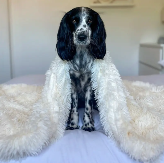 Couverture apaisante pour Chien & Chat