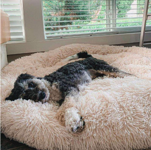 Coussin Anti-Stress pour Chien