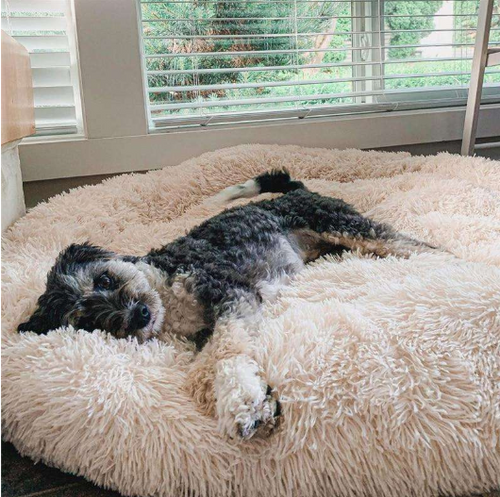 Coussin Anti-Stress pour Chien