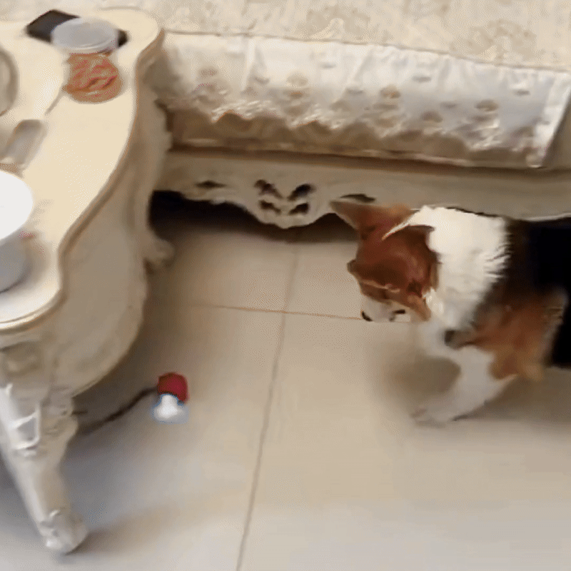 Balle anti-stress - Chien & chat